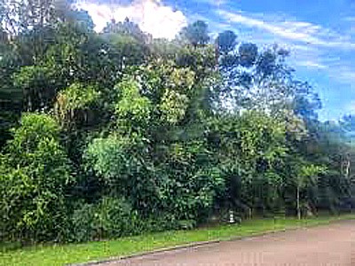 lote urbano com fragmento florestal