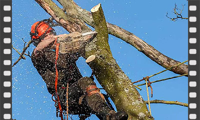  Corte de árvores para início das obras